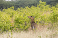 Boselaphus tragocamelus