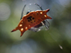 Gasteracantha quadrispinosa
