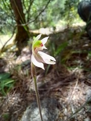 Caladenia variegata