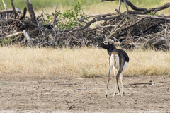 Antilope cervicapra