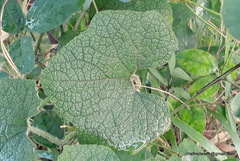 Cucumis maderaspatanus
