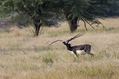 Antilope cervicapra