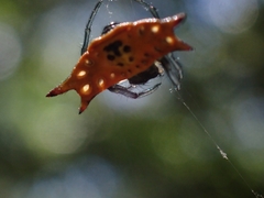 Gasteracantha quadrispinosa