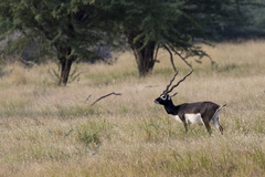 Antilope cervicapra
