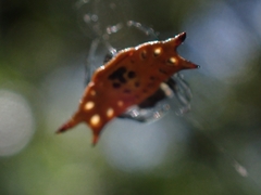 Gasteracantha quadrispinosa
