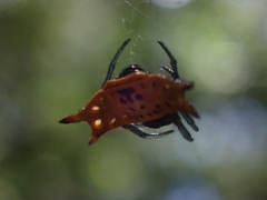 Gasteracantha quadrispinosa