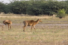 Boselaphus tragocamelus