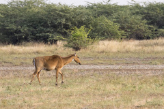 Boselaphus tragocamelus