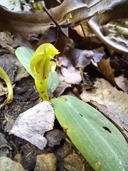 Chiloglottis cornuta