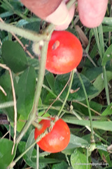 Cucumis maderaspatanus