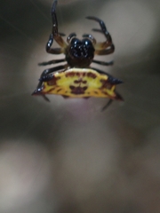 Gasteracantha quadrispinosa