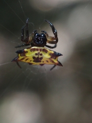 Gasteracantha quadrispinosa