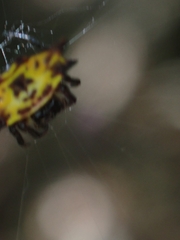 Gasteracantha quadrispinosa