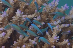 Chromis viridis
