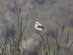 Oenanthe hispanica