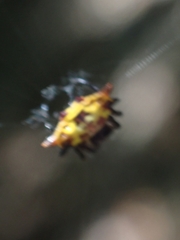 Gasteracantha quadrispinosa