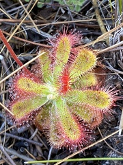 Drosera esterhuyseniae