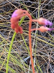 Drosera esterhuyseniae