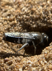 Bembix vespiformis