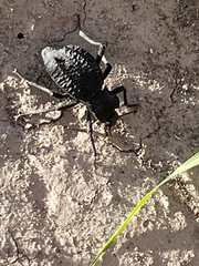 Philolithus aegrotus