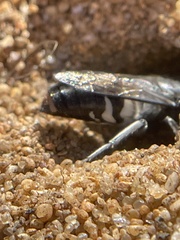 Bembix vespiformis
