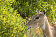 Boselaphus tragocamelus