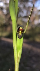 Orthoceras