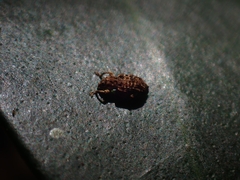 Ottistirini
