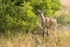 Boselaphus tragocamelus