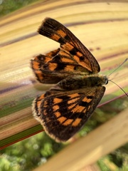 Lycaena