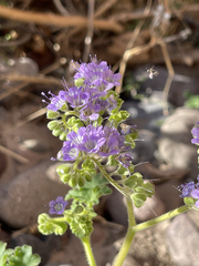 Phacelia scariosa