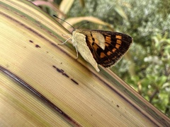 Lycaena