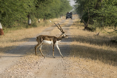 Antilope cervicapra