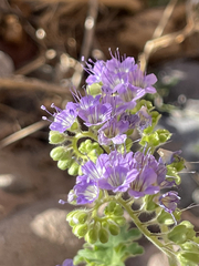 Phacelia scariosa