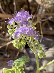 Phacelia scariosa