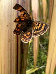 Lycaena