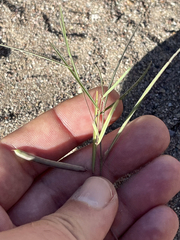 Sphinctospermum constrictum