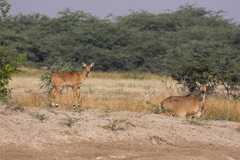 Boselaphus tragocamelus