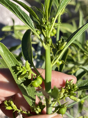 Ditaxis brandegeei