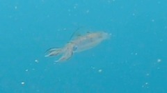 Sepioteuthis lessoniana
