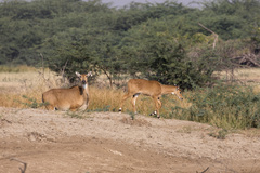 Boselaphus tragocamelus