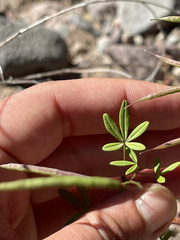 Cleome tenuis