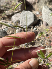 Cleome tenuis