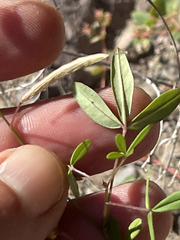 Cleome tenuis