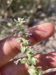 Pseudorontium cyathiferum