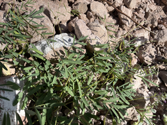Tephrosia vicioides