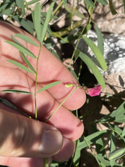 Tephrosia vicioides