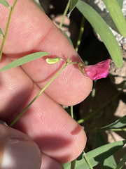Tephrosia vicioides