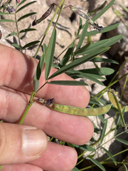 Tephrosia vicioides