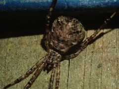 Janula bicornis